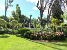 green grass field with trees and flowers