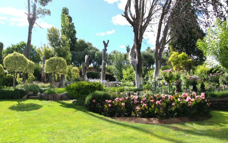 green grass field with trees and flowers