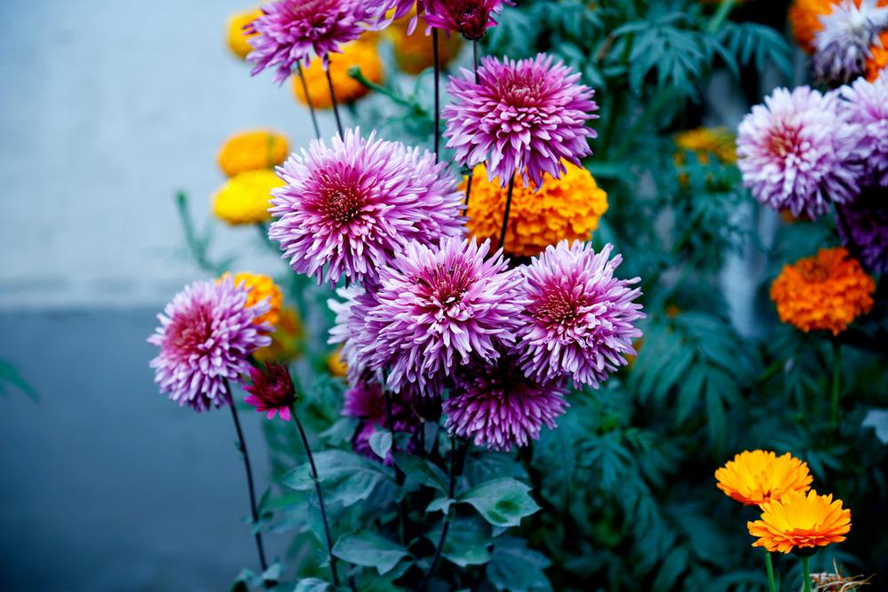 garden